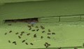 Пчелите в Русенско измират заради безконтролно пръскане с пестициди
