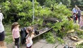 Спасиха майка и дете от падащо дърво в Пловдив