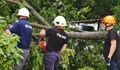 Пожарникари отстраниха паднало дърво на улица "Борисова"