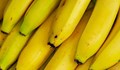 Италия конфискува 654 кг кокаин за Солун, скрит в контейнери с банани