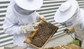 Биолози обучиха пчели да различават четни и нечетни числа