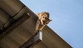 Огнеборците в Русе спасиха бедстваща на покрив котка