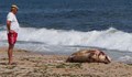 Експерт: Случаите на мъртви делфини у нас може да се дължат на войната в Украйна