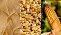Пшеницата продължава спада, а соята отново поскъпна на световните пазари