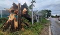 Огромно дърво падна върху спирка в Пловдив