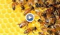 Пчелар от Русенско: Опазването на пчелните семейства може да бъде решено лесно