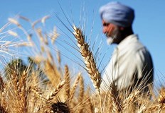 Индия която е вторият най голям производител на пшеница в светаИндия