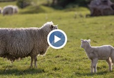 Фермерите оставиха стопанствата си без токЖивотновъди пред фалит заради високата