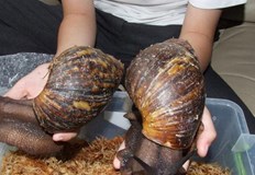 В Екомузей с аквариум в Русе ще бъде показана изложба