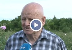 В пандемията производство на българското розово масло претърпя сериозно сътресение