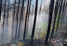 Засегнатата към момента площ е около сто декара иглолистна гораПожар