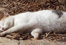 Животното се е намирало в двора на имотНа 22 май