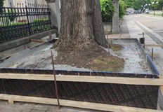 Да бетонираш дърво русенски общински гений Това написа народният представител Десислава Атанасова