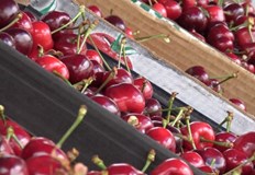 Български производители предложиха плодове и зеленчуци на фермерски пазар в