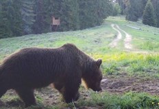 Мечка се разходи из улиците на Чепеларе нападна кошери похапна