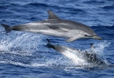 Бедстващ делфин е спасен от екип на Регионалната инспекция по опазване