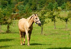 Конят се подплашил побягнал и повлякъл детето12 годишно дете е убито