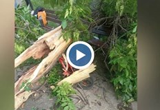 Инцидентът стана в ПловдивКлон на дърво падна върху пейка в