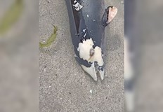 Бебе делфин изплува тази сутрин на плаж Болата За това сигнализираха