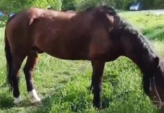 Безпризорен кон притесни жителите на квартал Полигона в София След