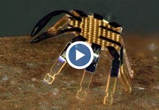 Миниатюрни роботи раци са по малки от бълхаУчени от САЩ са изобретили миниатюрни роботи раци които