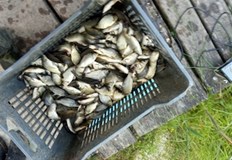 Очакванията на експертите са за ефективно размножаване и увеличаване числеността