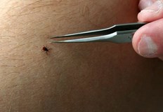 Бум на ухапванията от кърлежи регистрират от Националния център по