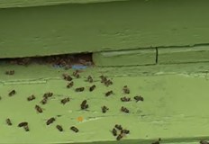 Защитата на пчелите продължава да е въпрос предимно на думи