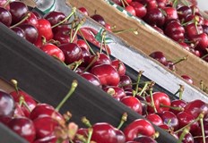 Родни череши и ягоди се появиха на Кооперативния пазарБългарски череши и