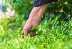 Всеки от нас който се занимава с отглеждането на плодове