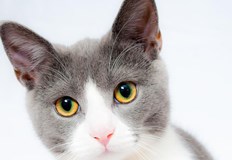 Проблемът с кашлицата при котките невинаги получава вниманието което заслужава Това