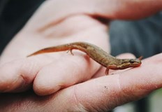 Учени са открили нов вид гущер в историческия комплекс Мачу