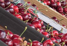 Голяма част от черешите са пострадали от пролетните студове и