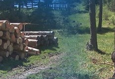 Единственият лесничей на царското семейство разказва че отникъде няма помощ