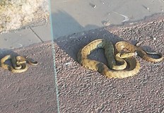 Влечугото се препичало на слънцеЗмия стресна минувачи по една от алеите на кея