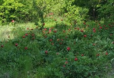 Експертите на РИОСВ Русе провериха вчера състоянието на популациите на