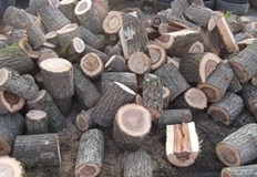 Незаконна дървесина в два имота са установили беленски полицаи при