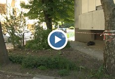 Очакванията на русенци че на 24 май ще могат да поднесат