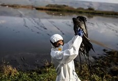 Взети са мерки заради мъртви врабче и домашен бухал с установен