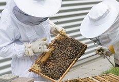 Интелектът на пчелите се оказва по голям отколкото се е смятало