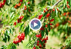 Заради високите разходи за горива и торове овощари в Русенско са застрашени