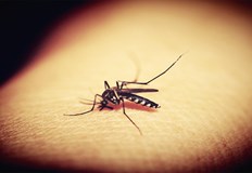 Много вероятно е да се изненадате но доматените растения успяват да държат