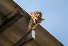 През денонощието екипите на пожарната в Русенско са реагирали на