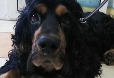 Ветеринарна клиника в Русе търси спешно кръв за куче с