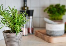 Розмаринът е една прекрасна билка с много свойства и качестваИма