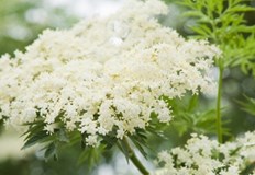 Цветът на белия бъз който цъфти през май и юни