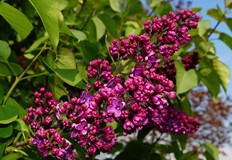 Утре ще бъде предимно слънчево с висока облачност над западната