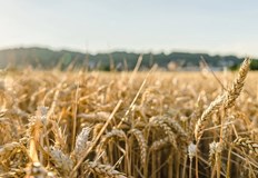 Възможно е световните цени на храните да нараснат в диапазона