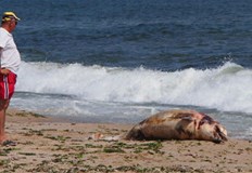 Възможно е да има миграция на делфини към нашите бреговеТова