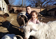 От жертвено животно Пенчо се превърна в любимец на децатаАгнето